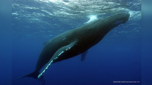 huge humpback whale