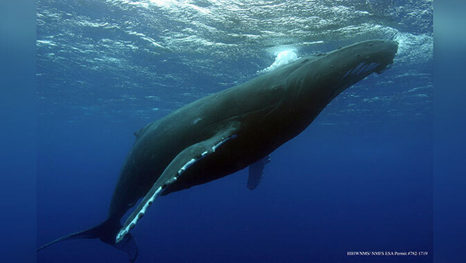 huge humpback whale
