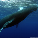 Humpback whales may steer clear of Hawaiʻi due to climate change