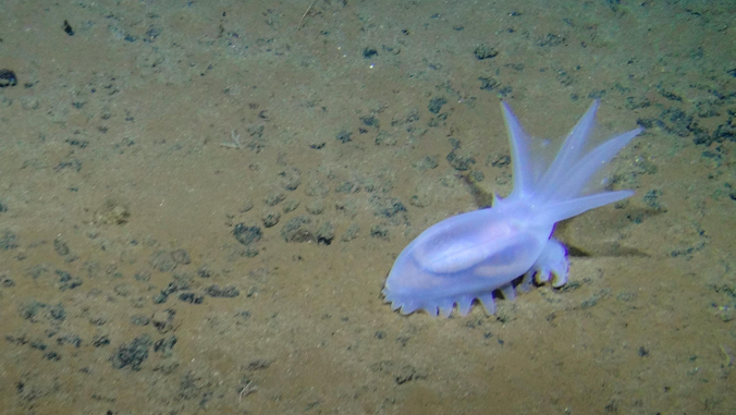 deep-sea cucumber