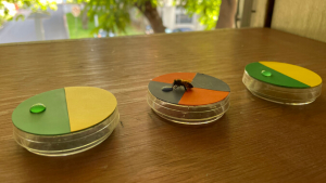 bee on a plate with different colors