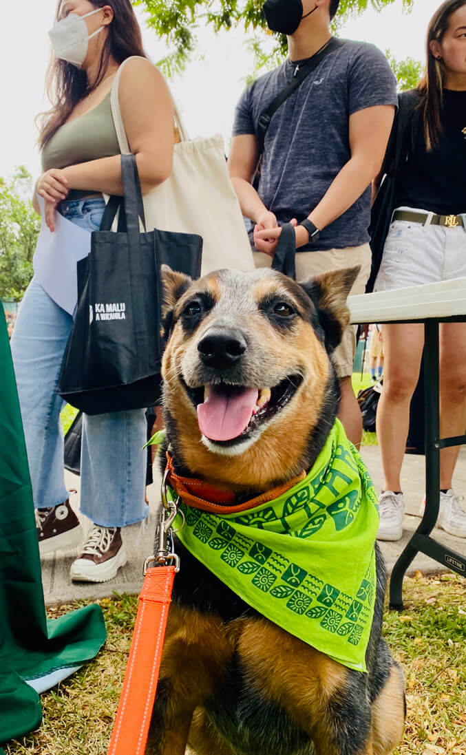 Friendly dog in a C T A H R bandana