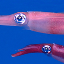 UH News Image of the Week: Squid