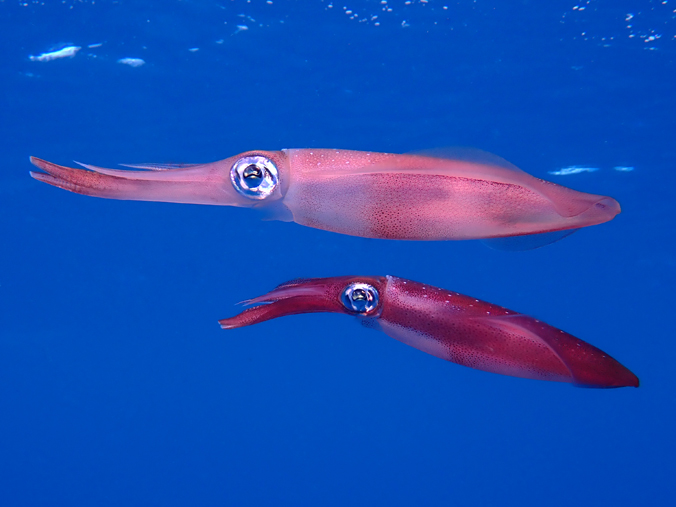 Two squid