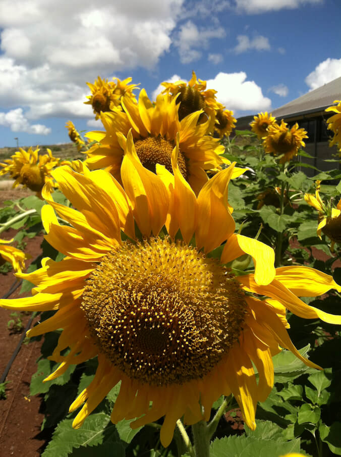 Sunflowers