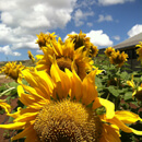 UH News Image of the Week: Sunflowers