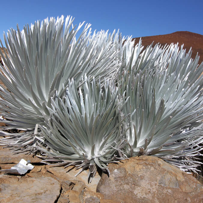 UH re-establishing silversword on Maunakea