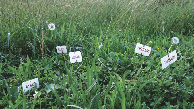 weeds in nature