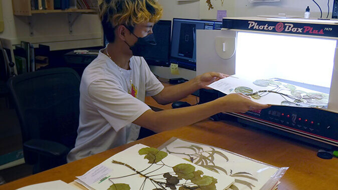 $148K project to digitize thousands of rare, native plant specimens