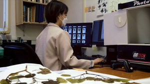 person looking at a computer with dried plants on a desk