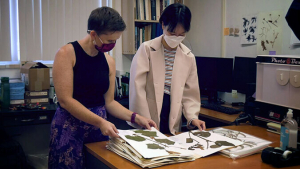 two people looking through a folder with dried plant specimens