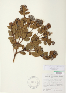 dried plant specimen