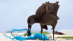 bird nibbling on a plastic net