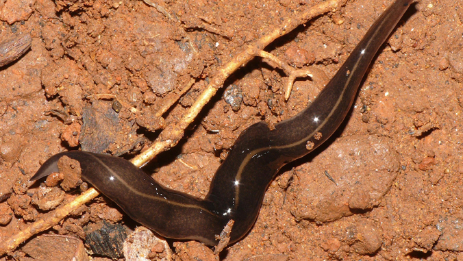 flatworm crawling