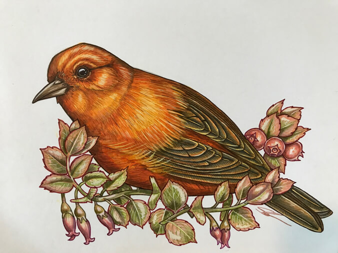 Drawing of an akepa (bird)