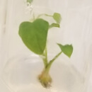 UH News Image of the Week: Micropropagation