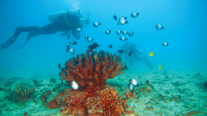 Person scuba diving near coral surrounded by fish