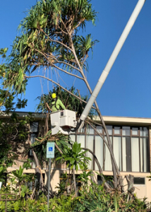 Landscaping personnel cutting down infected hala