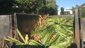 Leaves in roll-off bin