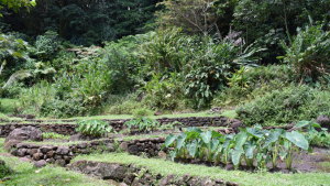 various green plants