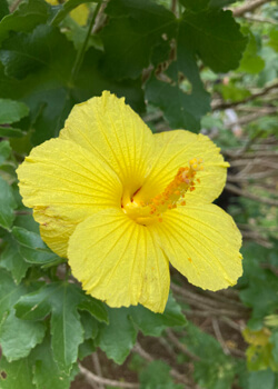 yellow flower