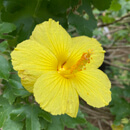 Lyon Arboretum helps save Hawaiʻi’s endangered plants from climate change