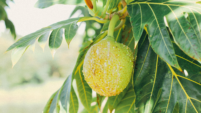 breadfruit on tree