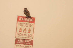 Owl sitting on a fire warning sign
