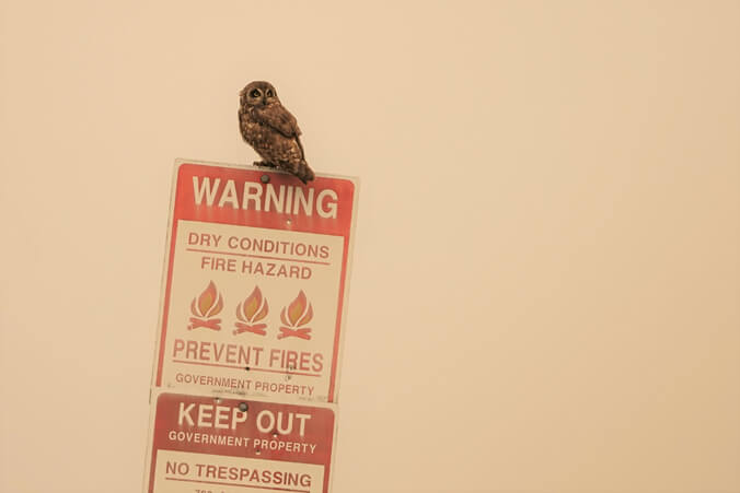 Owl sitting on a fire warning sign