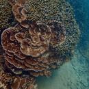 Hawaiian corals select algae partnerships to help survive climate change