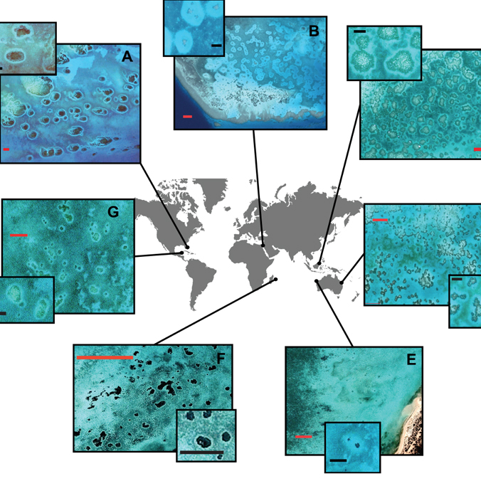 Reef halos may enable coral telehealth checkup worldwide