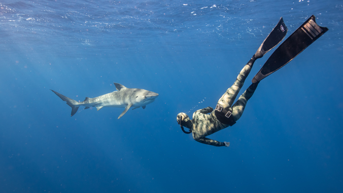 diver near shark