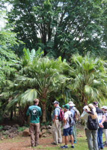 people standing in a forest