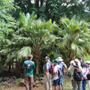 Largest palm collection in N. America right at Lyon Arboretum