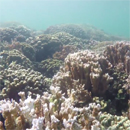 50% of Earth’s coral reefs face climate change threat by 2035