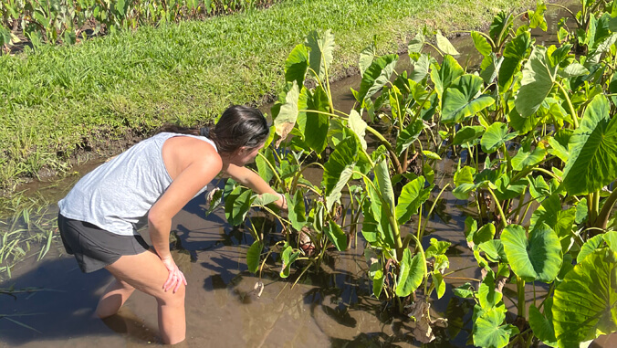 Person in taro patch