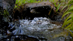 water from a stream