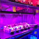 UH News Image of the Week: LED vegetables