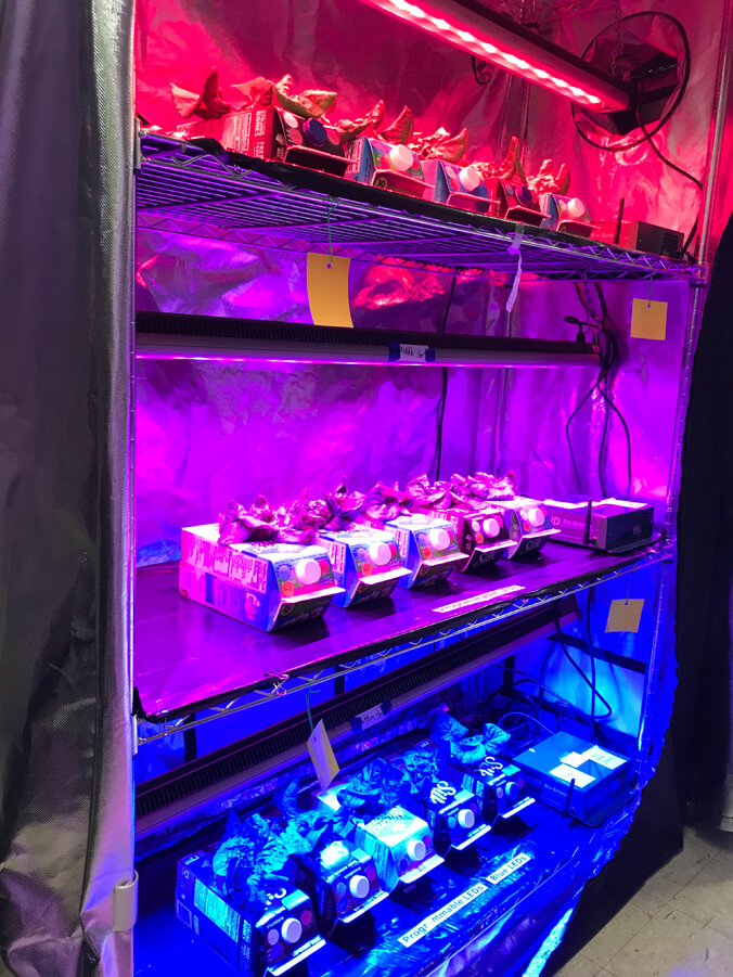 Plants grown under L E D lights in juice containers