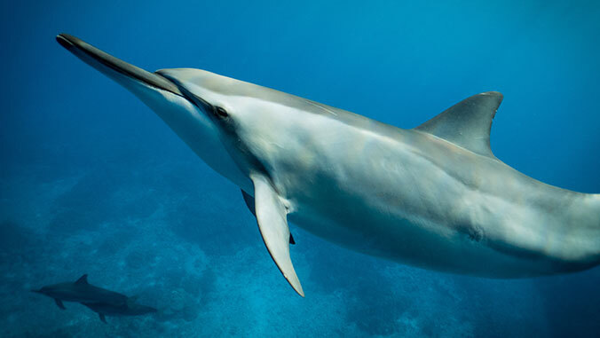 spinner dolphin in water