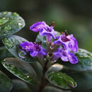 purple flowers with raindrops on leaves