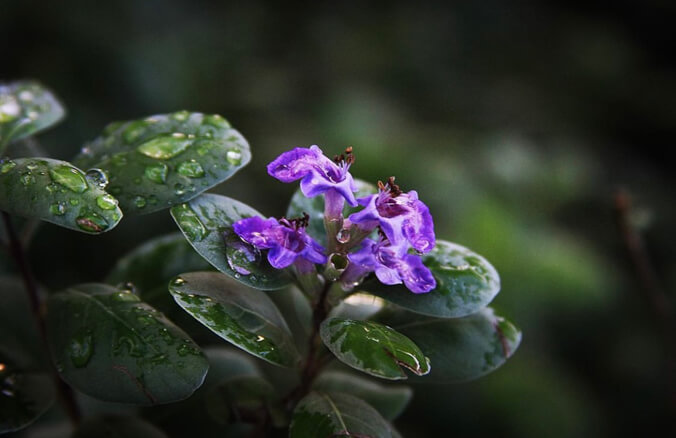 purple flowers with raindrops on leaves