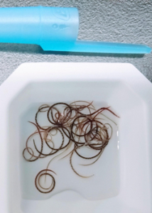 rat lungworms in a dish