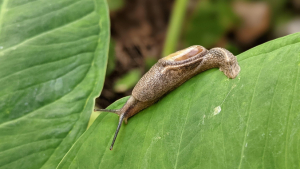 snail on leaf