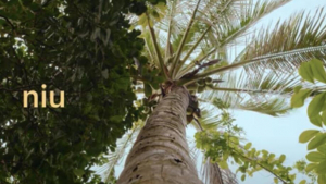 a coconut tree
