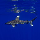 UH News Image of the Week: Whitetip
