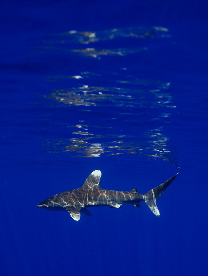 Whitetip shark with multiple reflections above it