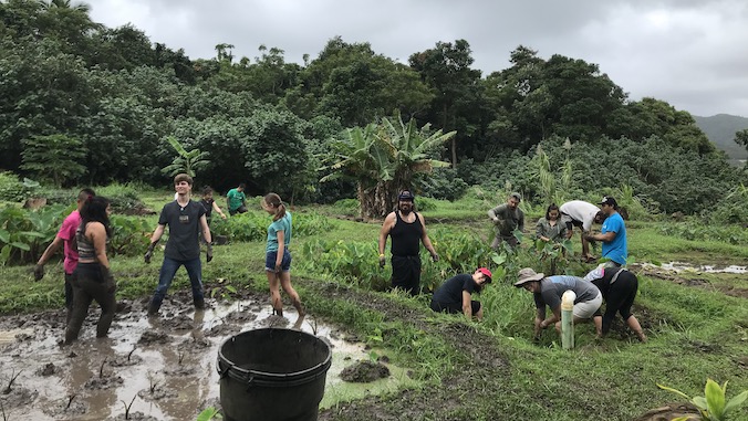 students working in the taro field
