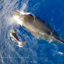 New virus discovered in whales, dolphins across the Pacific