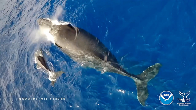 whales in ocean